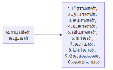 திருமந்திரம் கூறும் பத்து வாயுக்கள்